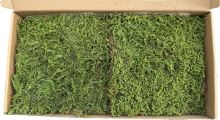 Stabilized moss - Hypnum plumaeforme Wilson - green, 0.24 m2