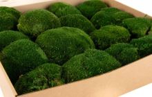 Stabilizovaný mach, ball moss svetlo zelený