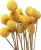Stabilizované květiny Craspedia natur 20 ks, žlté