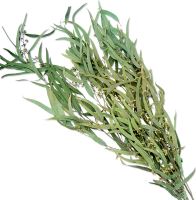 Eucalyptus willow stabilizovaný zelený 100 g (1)