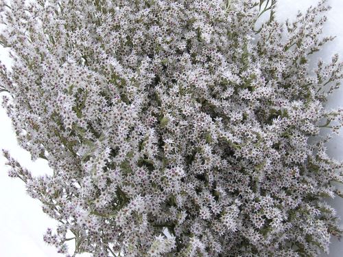 Limonium tataricum, Tatarenschleier