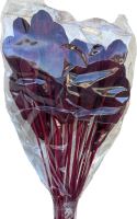 Mehogany-Farbe o / s (1)