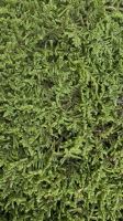 Stabilized moss - Hypnum plumaeforme Wilson - green, 0.24 m2 (1)