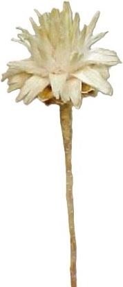 Plumosum gebleicht o / s