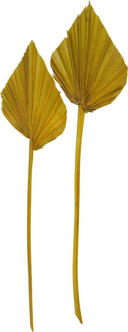Sušený palmový list, Palm spear mini color žlutá, 30 ks