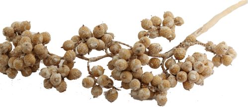 Canella special white wash, 20 ks