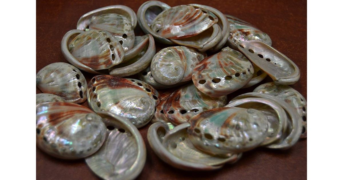 Abalone small 1 kg| Florservice.cz