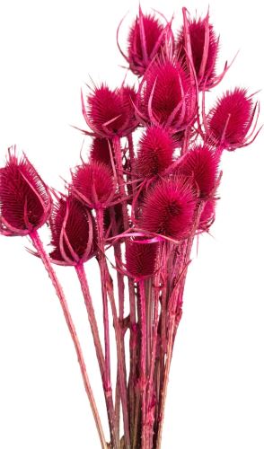 Bodlák medium růžová 20 ks