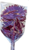 Palmsonnenspeer Farbe Rot (1)