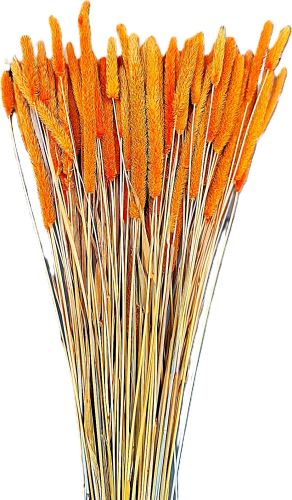 Phleum oranžová