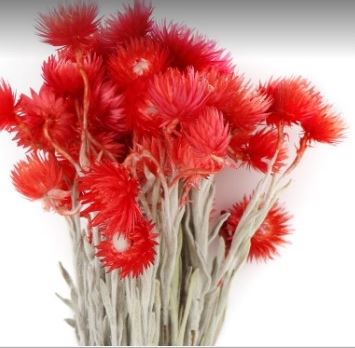 Sušená kytica Capblumen red, 50 g, červená