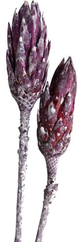 Sušené květiny Repens frosted brombeer big, 20 ks, fialové (1)