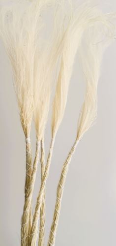 Stipa biela
