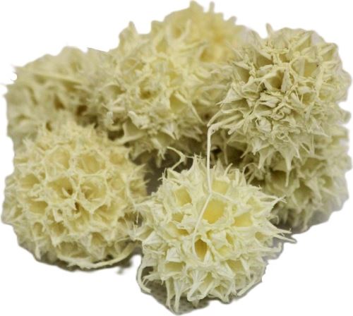 Sušené květiny Ambernut bleached loose, 200 g, bělené (1)