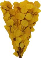 Eucalyptus populus stabilizovaný bielený + žltý, 100 g