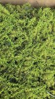 Stabilized moss - flat moss, dark green (1)
