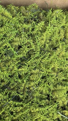 Stabilizovaný mech - flat moss, karton,tm. zelená 1,92 m2