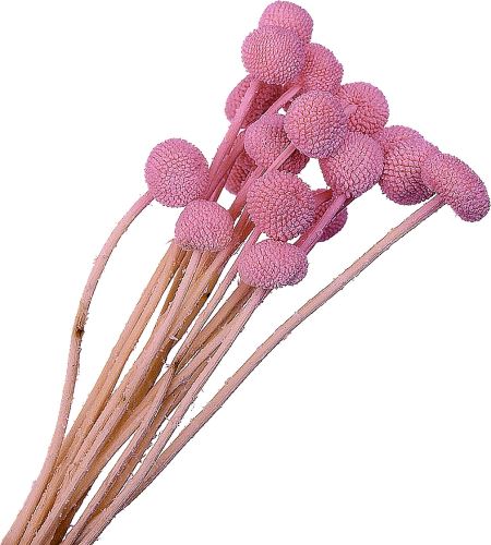 Stabilizované květiny, Craspedia růžová 20 ks (1)