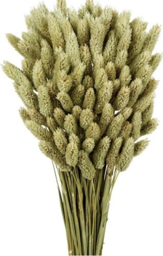 Phalaris  natural 500 g