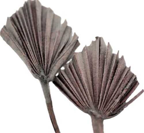 Sušený palmový list, Palm spear mini flocking šedá, 30 ks