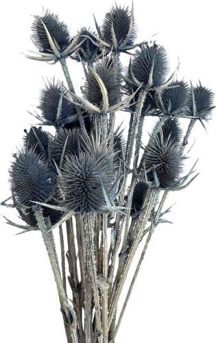 Bodlák medium světle modrá 20 ks