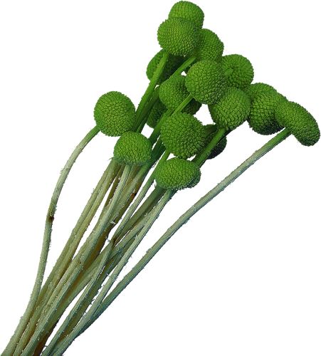 Stabilizované květiny, Craspedia světle zelená 20 ks (1)