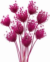 Ammi majus Rosa 10 Stück