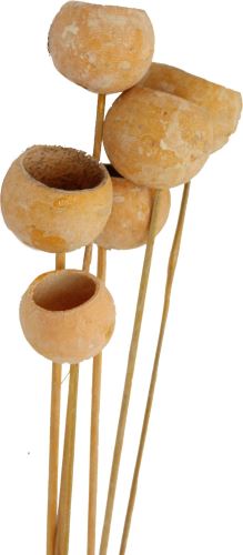 Indická sušina Bell cup frosted o/s, na stonke, oranžová, 30 ks (1)