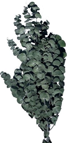 Eucalyptus big soft, 120 g - světle zelená (1)