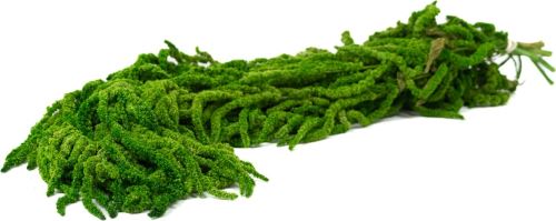 Amaranthus svazek 5 ks - světle zelená