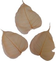 Pipul Leaves Skeleton blchy