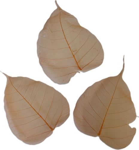 Pipul Leaves Skeleton Blch