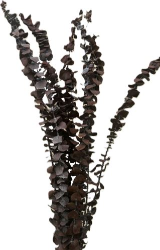 Eucalyptus baby preparovaný hnedý10 ks