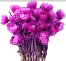 Sušená kytica Capblumen brombeer, 50 g, fialová