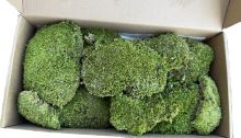 Stabilizovaný mech - ball moss, Leucobryum scabrum Sande - zelená, 0,2 m2