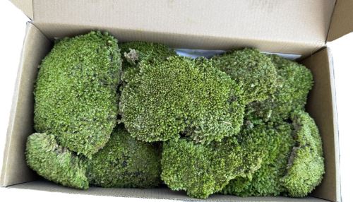 Stabilisiertes Moos - Kugelmoose, Leucobryum scabrum Sande - grün