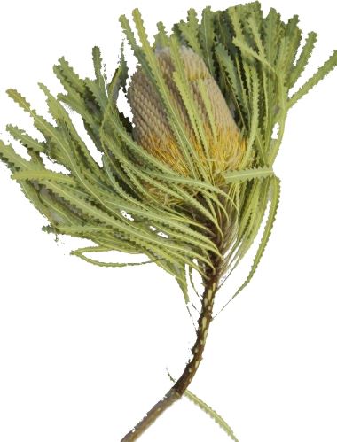 Australská sušina Banksia Hookerana, 5 ks