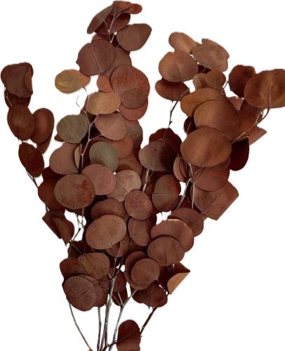 Eucalyptus populus stabilizovaný ORANŽOVÁ