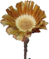 Obtusifolia sulphured (1)