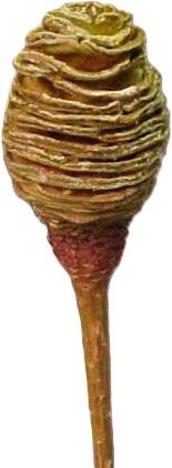 Platyspernum cream 1