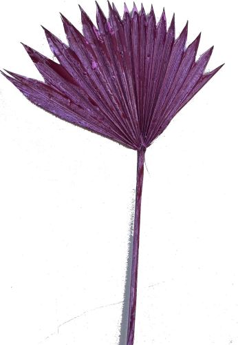 Palm sun spear col. Frosted