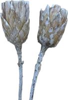 Sušené květiny Repens cut stone washed, 15 ks (1)