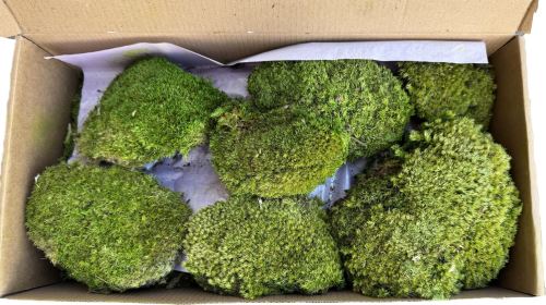 Stabilizovaný mech - ball moss, balení L - zelená (1)