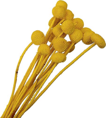 Craspedia žlutá 20 ks (1)