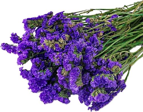 Limonium sinuatum stabilizovaná modrá Limonium sinuatum stabilizovaná modrá