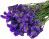 Limonium sinuatum stabilizovaná modrá