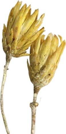 Repens frosted yellow big 20 ks - skvělý tip, jak vytvořit jedinečné květinové vazby a aranžmá