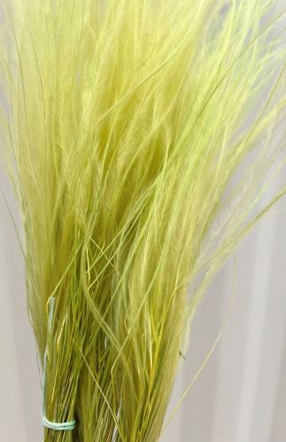 Stipa světle zelená Stipa světle zelená