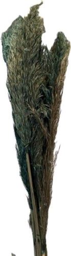 Pampas grass modrá