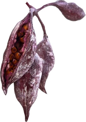 Brachition frosted red (light purple) (2)